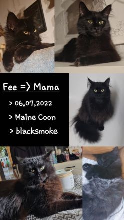 Maine coon Kater kitten VB