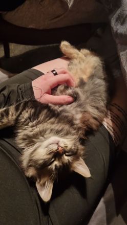 Maine coon Kater kitten VB