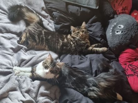 Maine coon Kater kitten VB