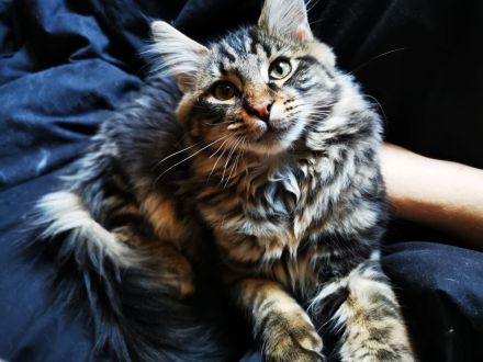 Maine coon Kater kitten VB