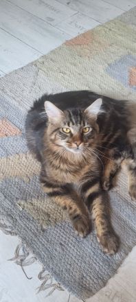 Maine coon Kater kitten VB