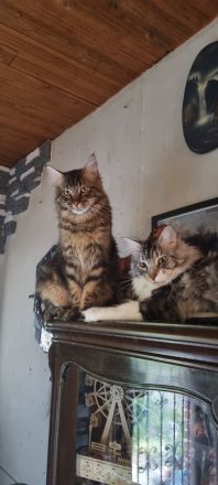 Maine coon Kater kitten VB