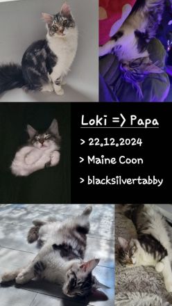 Maine coon Kater kitten VB