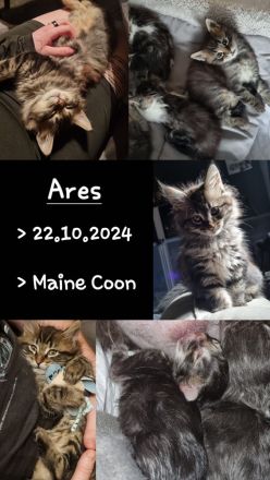 Maine coon Kater kitten VB