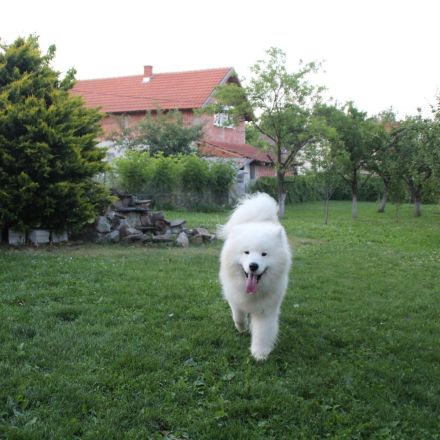 Samojede Rüde – Champion-Abstammung 🐾