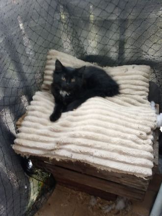Neva Masquarade Reinrassig Kitten 1 Junge frei 400 Euro