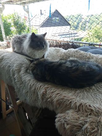 Neva Masquarade Reinrassige Kitten