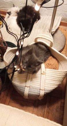 Neva Masquarade Reinrassig Kitten
