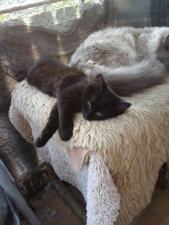 Neva Masquarade Reinrassig Kitten 1 Junge frei 400 Euro