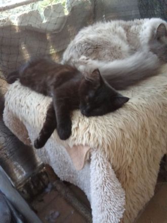 Neva Masquarade Reinrassig Kitten 1 Junge frei 400 Euro