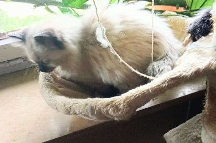 Neva Masquarade Reinrassig Kitten