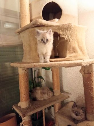 Neva Masquarade Reinrassig Kitten