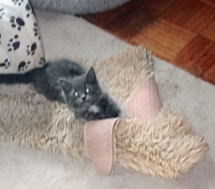 Neva Masquarade Reinrassig Kitten