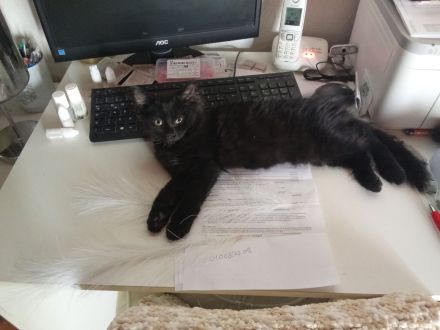 Neva Masquarade Reinrassig Kitten 1 Junge frei 400 Euro