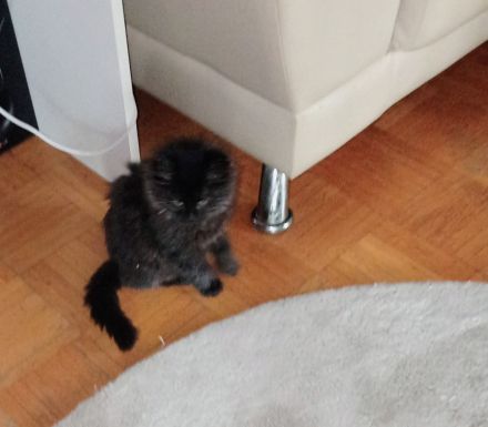 Neva Masquarade Reinrassig Kitten