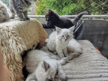 Neva Masquarade Reinrassig Kitten