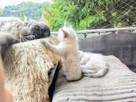 Neva Masquarade Reinrassig Kitten