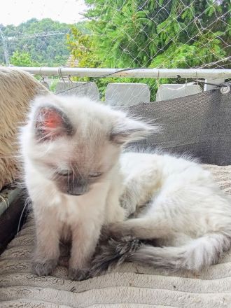 Neva Masquarade Reinrassig Kitten