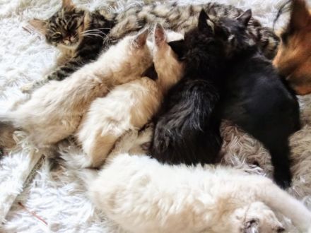 Neva Masquarade Reinrassig Kitten