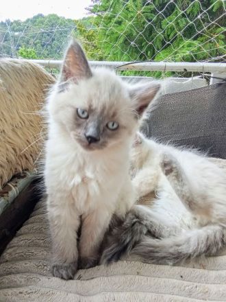 Neva Masquarade Reinrassig Kitten