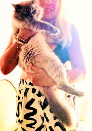 Neva Masquarade Deckkater reinrassig