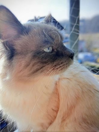 Neva Masquarade Deckkater reinrassig