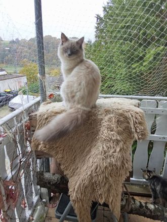 Neva Masquarade Deckkater reinrassig