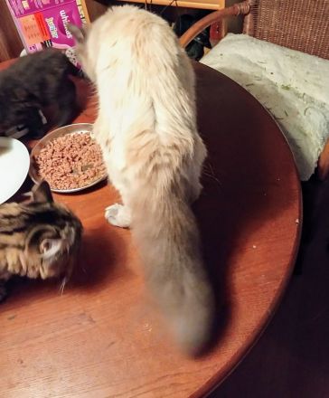 Neva Masquarade Deckkater reinrassig