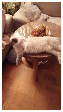 Neva Masquarade Deckkater reinrassig