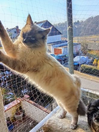 Neva Masquarade Deckkater reinrassig