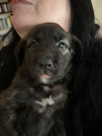 9 Welpen suchen ein zuhause!