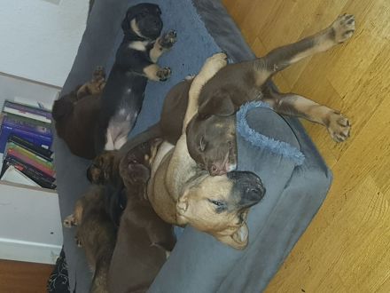 9 Welpen suchen ein zuhause!