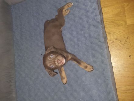 9 Welpen suchen ein zuhause!