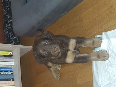 9 Welpen suchen ein zuhause!