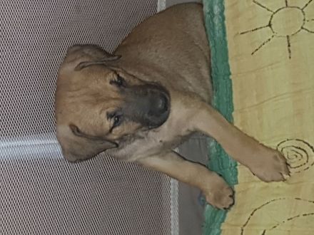 9 Welpen suchen ein zuhause!