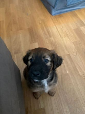 9 Welpen suchen ein zuhause!