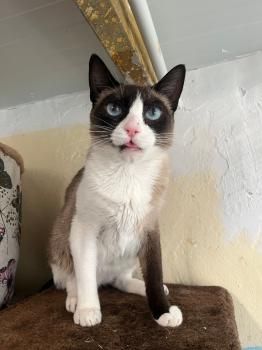 Gora, Einzelprinzessin