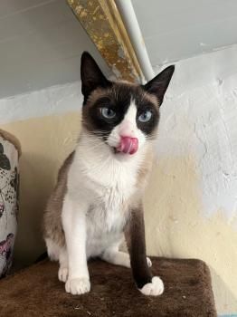 Gora, Einzelprinzessin