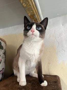 Gora, Einzelprinzessin