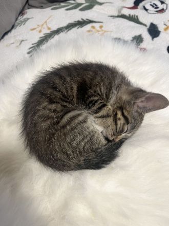 EKH Kitten Katzen Baby