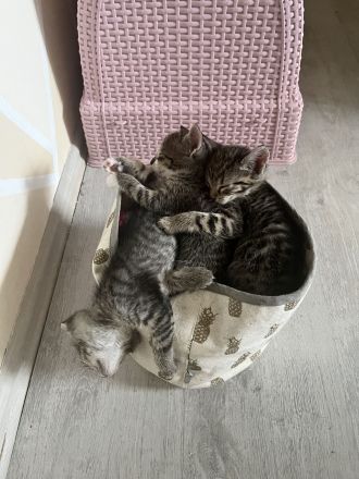 EKH Kitten Katzen Baby