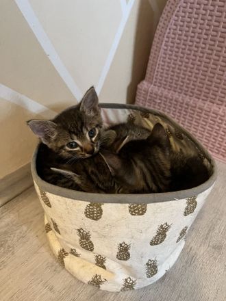 EKH Kitten Katzen Baby