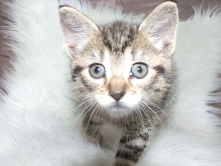 EKH Kitten Katzen Baby