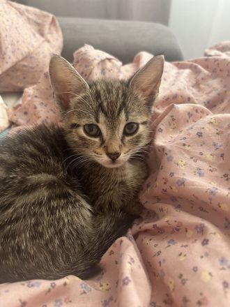 EKH Kitten Katzen Baby