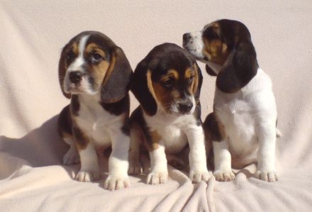 Beagle Welpen tricolor