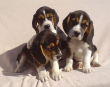 Beagle Welpen tricolor