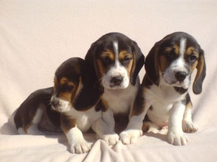 Beagle Welpen tricolor