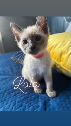 Siamkitten W abgabebereit