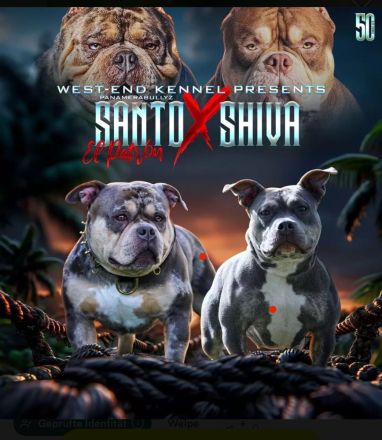 American Bully Pocket , Blue Tricolor mit Papieren