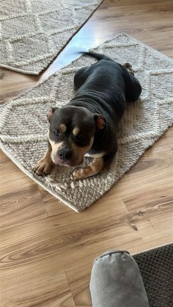 American Bully Pocket , Blue Tricolor mit Papieren